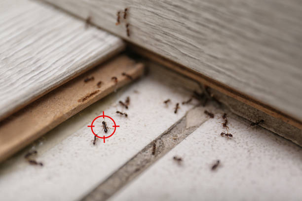 Best Best Pest Control Companies  in Davenport, IA