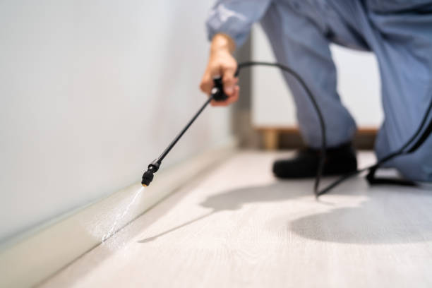 Best Wasp Removal Services  in Davenport, IA