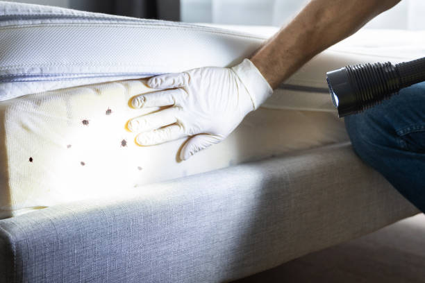 Best Affordable Pest Control Services  in Davenport, IA