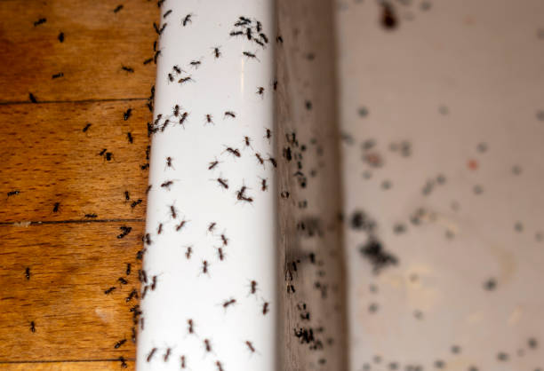 Best Pest Control Near Me  in Davenport, IA