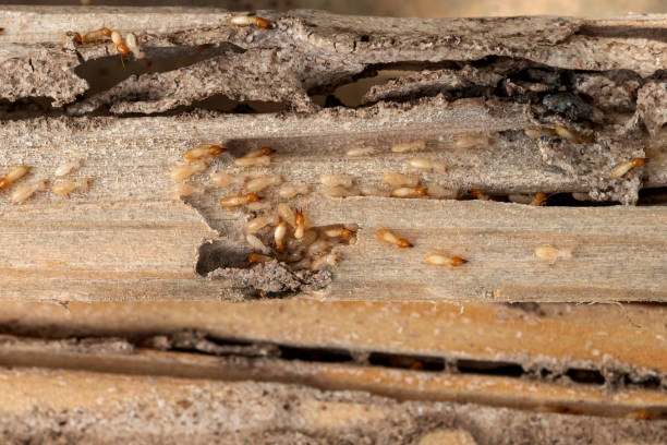Best Residential Pest Control  in Davenport, IA